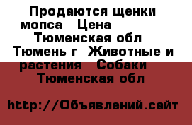 Продаются щенки мопса › Цена ­ 17 000 - Тюменская обл., Тюмень г. Животные и растения » Собаки   . Тюменская обл.